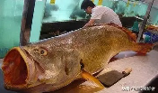 体质湿热 鱼胶炖什么好(鱼胶炖什么好吃？)